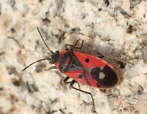 Melanocoryphus albomaculatus